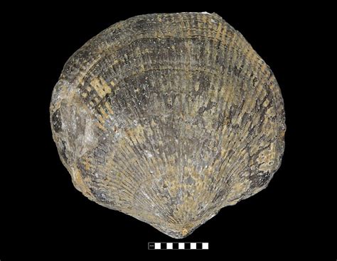 fossil brachiopod china